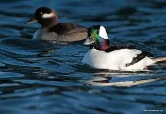 Ducks in the water at Hilton Head Island